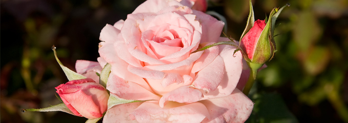 Locally Made Products