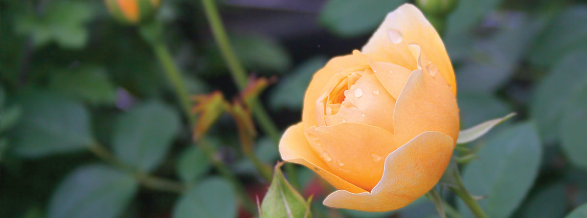 The Perfect Gift for the Rose Lover