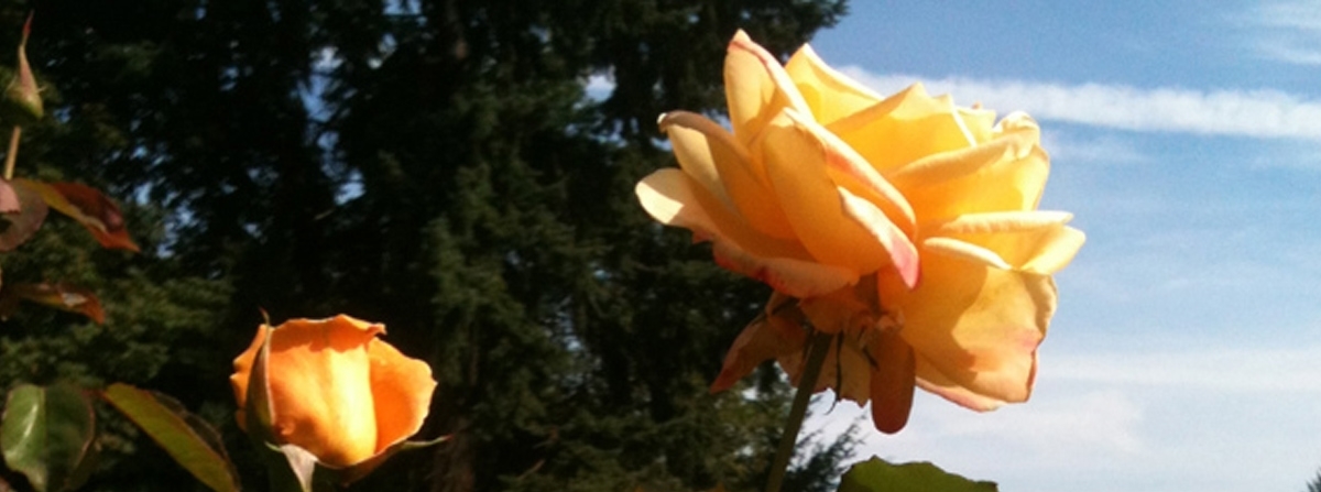 Share Your Garden Memory