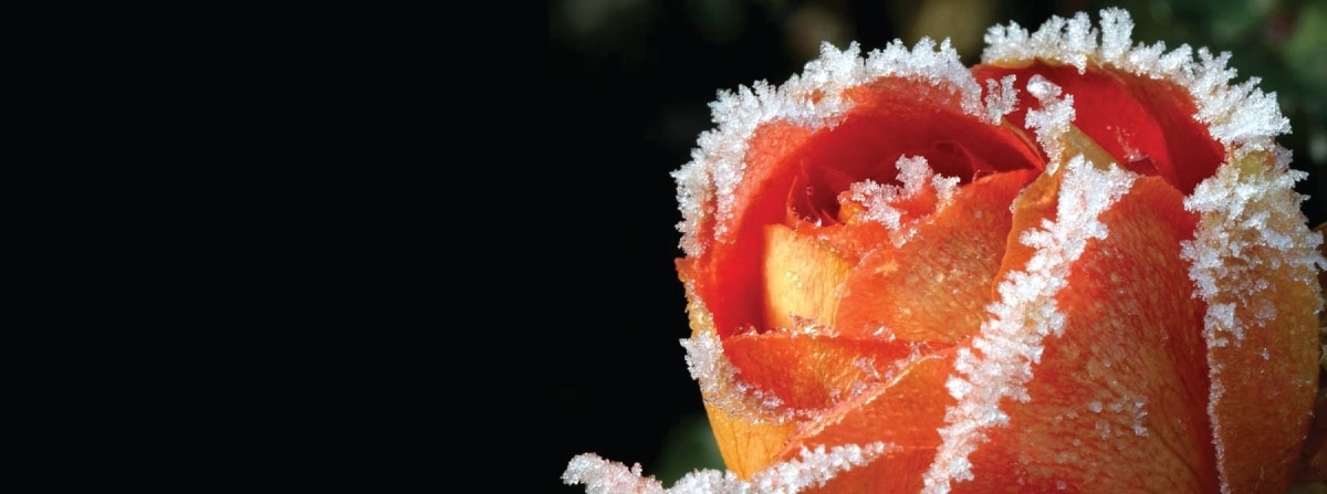 Where Do the Fresh Cut Roses Go?