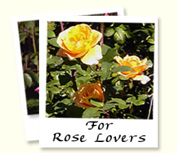 For Rose Lovers