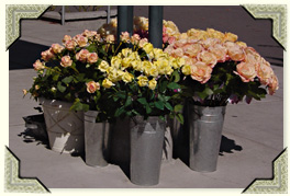 Cut roses - various colors