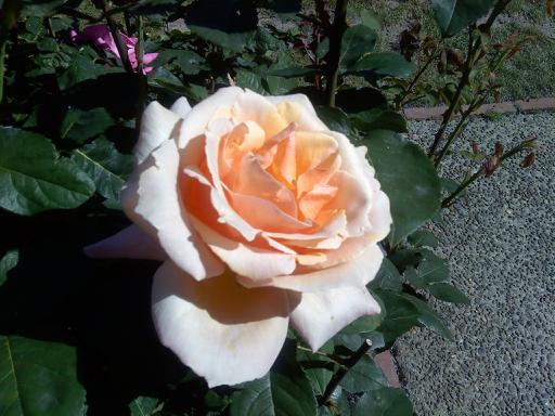 Shakespeare Garden bench
