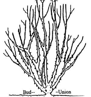 pruning diagram