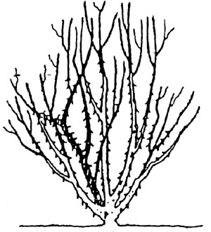 pruning diagram