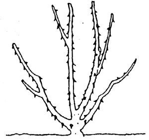 pruning diagram