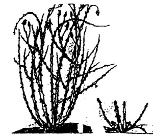 pruning diagram
