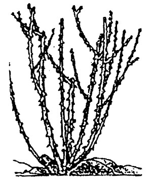 pruning diagram