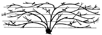 pruning diagram